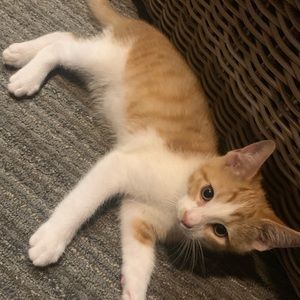 Meet your Posher, Evan